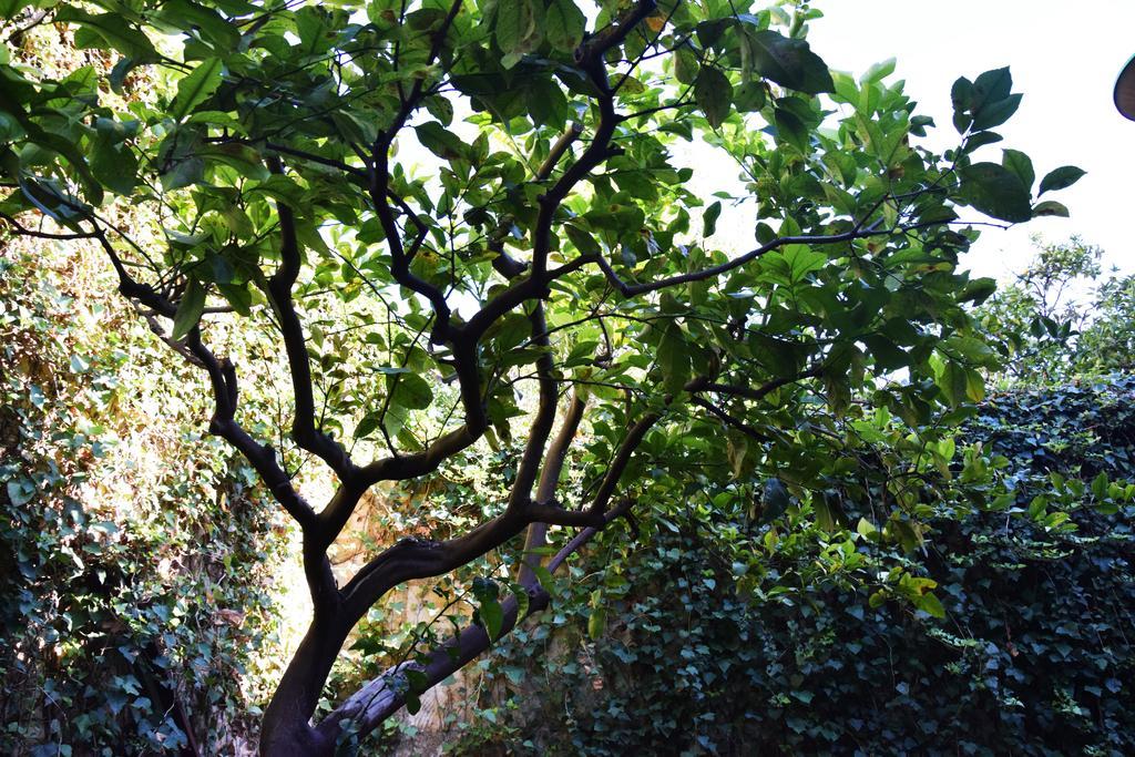 Artroom Garden Noto Kültér fotó